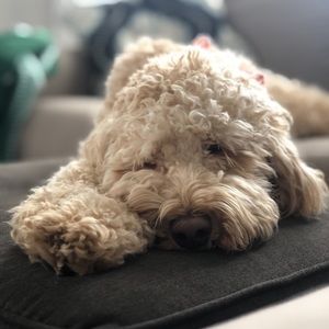 Meet your Posher, Tyler